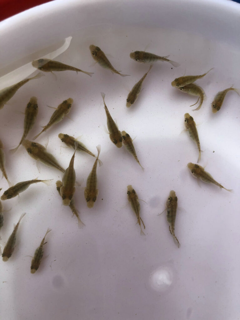 罗非鱼苗